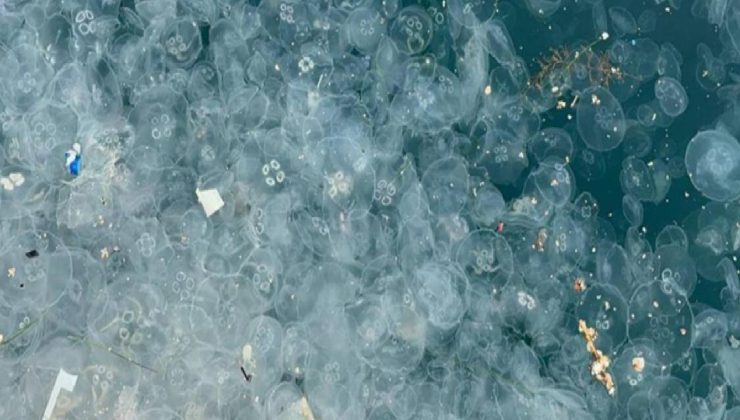 Beşiktaş Arnavutköy kıyısında kirlilik nedeniyle denizanaları görüldü