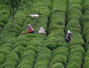 Türk çayı ihracatı 11 ayda 24 milyon dolara yaklaştı