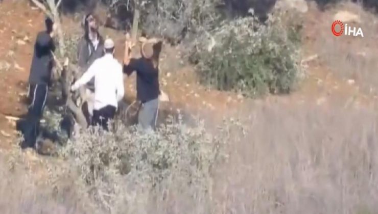 Yahudi işgalciler gasp ettikleri zeytin bahçelerindeki ağaçları kestiler