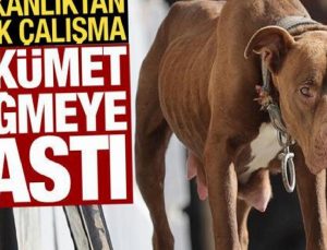 3 bakanlık köpek sıkıntısıyla ilgili harekete geçti