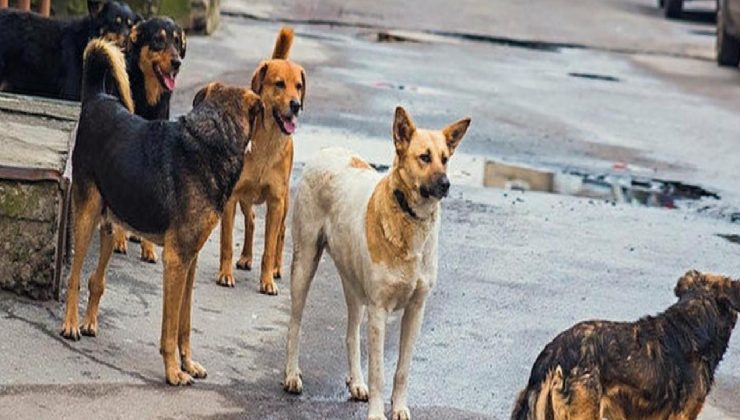 Adalet Bakanı Tunç açıkladı! Sokak hayvanları ile ilgili düzenleme olacak mı?