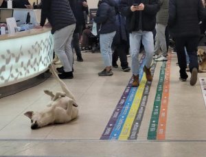 Evvel Kocaeli artık Göztepe Devlet Hastanesi! Köpek fotoğrafları reaksiyon çekti