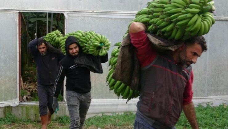 Muzda hasat dönemi başladı, bahçede 16-18 TL