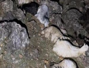 Adıyaman’da yıldırım düştü: 25 hayvan telef oldu