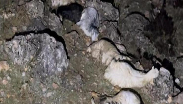 Adıyaman’da yıldırım düştü: 25 hayvan telef oldu