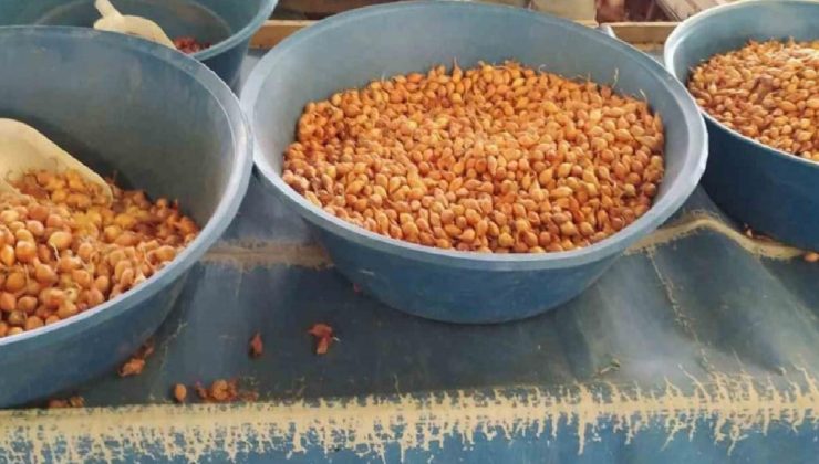 Kütahya’da tohumluk kuru soğanın fiyatı tıpkı kaldı