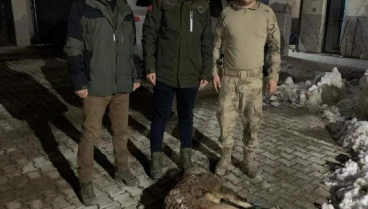 Van’da yaban keçisi avlayan 2 şahsa 314 bin 576 lira idari para cezası kesildi!