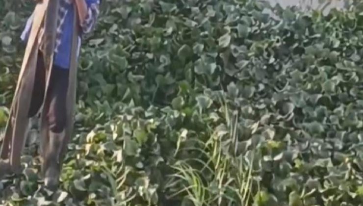 Vincin kancasına taktığı halatla ırmağa düşen tosunu kurtarmaya çalıştı