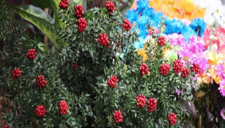 Yeni yıl yaklaştıkça kokinaya ilgi artıyor